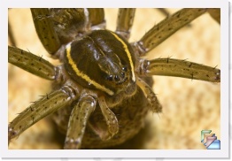 Fishing Spider * Dolomedes Triton * (42 Slides)